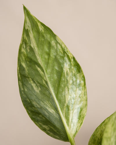 Nahaufnahme eines einzelnen grünen Blattes einer Pflanze aus dem Schnellwachsenden Pflanzen-Set mit bunten Mustern in Grüntönen auf neutralem beigem Hintergrund. Das Blatt weist eine Mischung aus hellen und dunklen Grünbereichen auf, was ihm ein marmoriertes Aussehen verleiht.