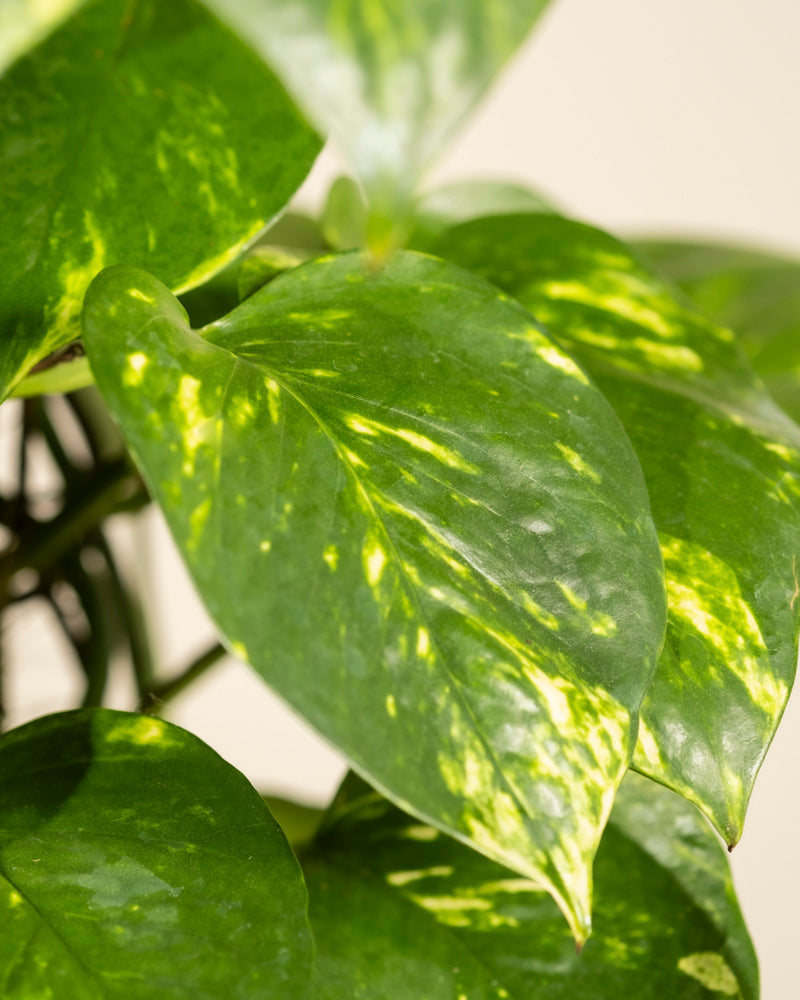 Nahaufnahme der Blätter der Efeutute XL Duo (Epipremnum pinnatum) mit glänzend grüner und gelber Panaschierung, die ihr gesundes Aussehen vor einem hellen Hintergrund hervorhebt – ein markantes Beispiel dieser beliebten Kletterpflanze.