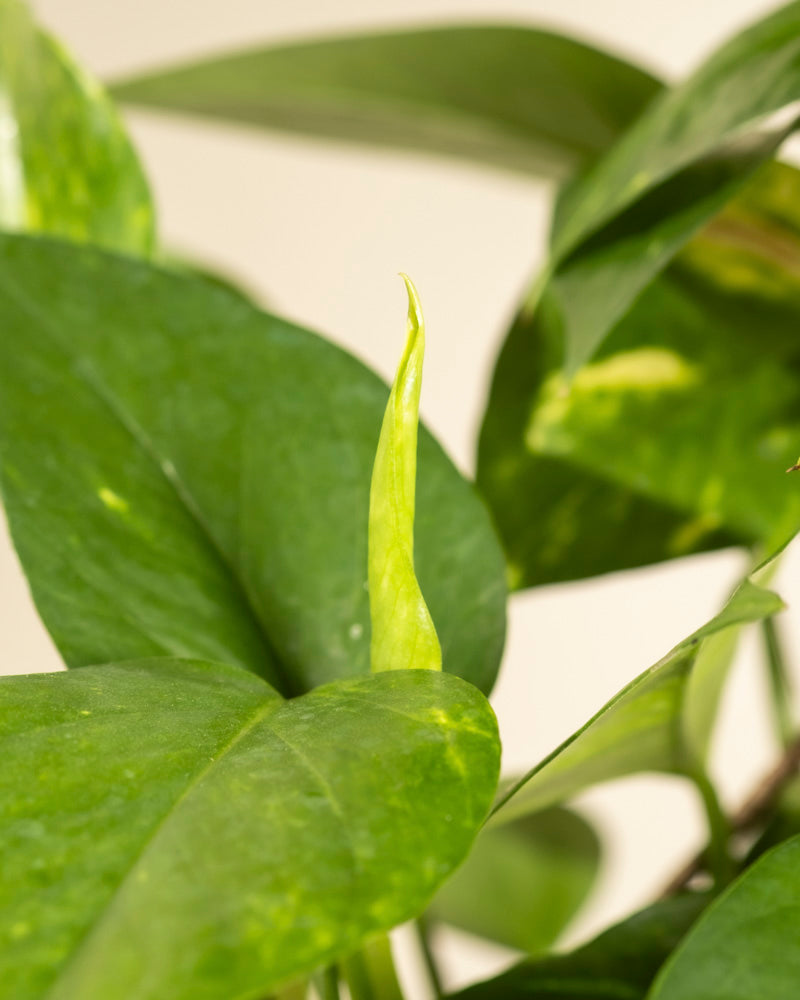 Nahaufnahme der Efeutute XL Duo (Epipremnum pinnatum) mit glänzend grünen Blättern und einem neuen hellgrünen Blatt, das sich in der Mitte entfaltet. Der unscharfe Hintergrund betont die leuchtende Farbe und die einzigartige Textur dieser Kletterpflanze.