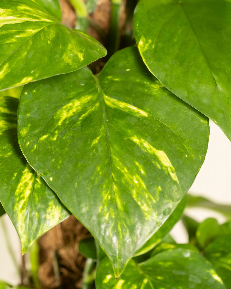 Nahaufnahme der leuchtend grünen, herzförmigen Blätter des Efeutute XL Duo mit gelber Panaschierung und markanten Blattadern, typisch für Epipremnum pinnatum Kletterpflanzen. Im Hintergrund ist ein ähnliches dekoratives Laub zu sehen.