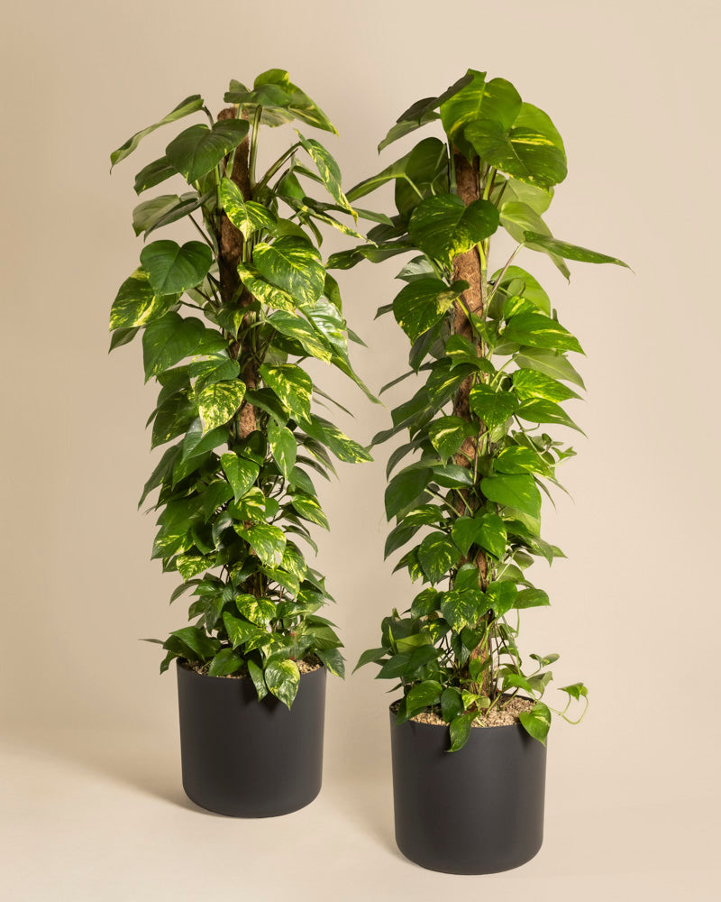 Das Efeutute XL Duo besteht aus zwei hohen Epipremnum pinnatum-Töpfen mit üppigen grünen Blättern und Moosstangen, die nebeneinander vor einem schlichten beigen Hintergrund platziert sind.