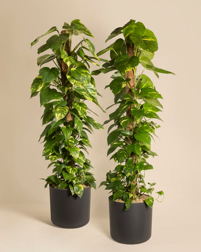 Das Efeutute XL Duo besteht aus zwei hohen Epipremnum pinnatum-Töpfen mit üppigen grünen Blättern und Moosstangen, die nebeneinander vor einem schlichten beigen Hintergrund platziert sind.