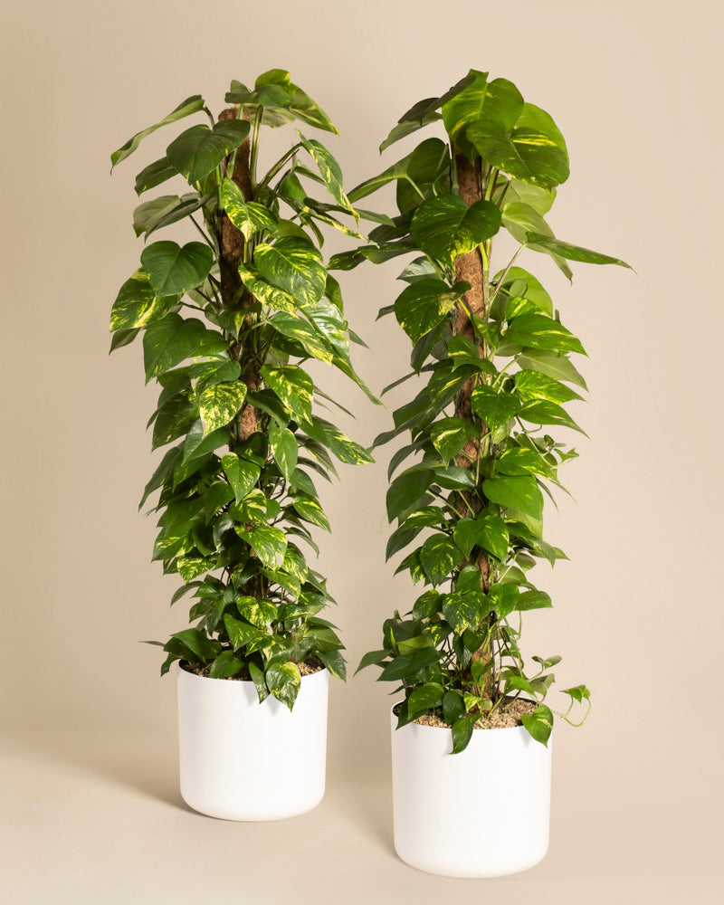 Das Efeutute XL Duo besteht aus zwei großen Epipremnum pinnatum-Pflanzen mit üppigen grünen Blättern auf Moosstangen in minimalistischen weißen Töpfen vor einem beigen Hintergrund – eine beeindruckende Darstellung eleganter Kletterpflanzen.