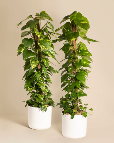 Das Efeutute XL Duo besteht aus zwei großen Epipremnum pinnatum-Pflanzen mit üppigen grünen Blättern auf Moosstangen in minimalistischen weißen Töpfen vor einem beigen Hintergrund – eine beeindruckende Darstellung eleganter Kletterpflanzen.