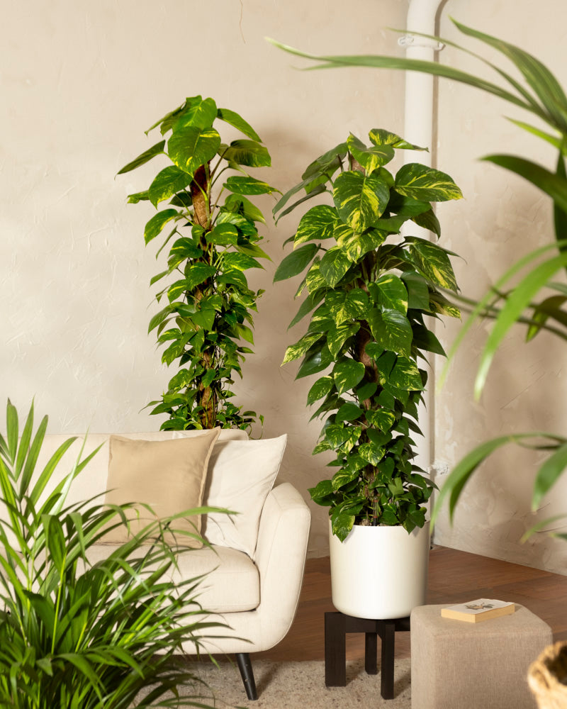 Zwei hohe grüne Topfpflanzen, darunter das elegante Efeutute XL Duo, stehen neben einem beigen Sofa mit hellbraunen Kissen in einem hellen, modernen Wohnzimmer. Ein kleiner Tisch und eine weitere Pflanze runden den stilvollen, gemütlichen Raum ab.