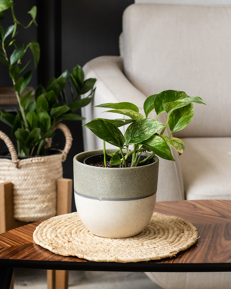 Eine Efeutute Marble Queen steht auf einem Beistelltisch in einem Wohnzimmer.