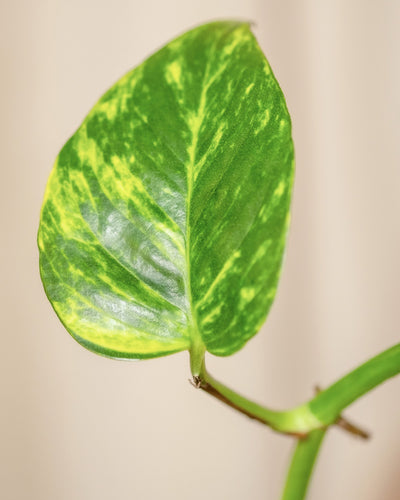 Ein einzelnes leuchtend grünes, herzförmiges Blatt mit gelber Panaschierung ist in Nahaufnahme zu sehen und zeigt die einzigartige Schönheit der Hydro • Efeutute Marble Queen. Der Hintergrund ist leicht verschwommen, wodurch die Textur und Farben des Blattes hervorgehoben werden. Das Blatt ist an einem dünnen, sanft gebogenen Stiel befestigt.