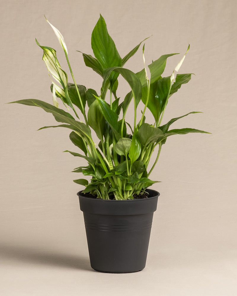 Ein Einblatt mit glänzend grünen Blättern und weißen Blüten sitzt in einem einfachen schwarzen Topf vor einem schlichten beigen Hintergrund.