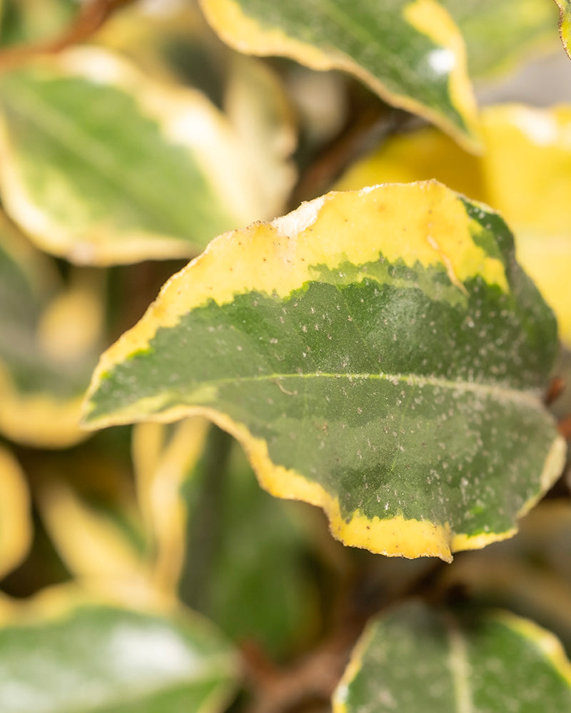 Nahaufnahme eines bunten Blattes von Elaeagnus x ebbingei mit einem grünen Mittelbereich, der von einem dünnen gelben Rand begrenzt wird. Das ovale, buntblättrige Ölweide-Blatt hat leicht gewellte Ränder und sichtbare Adern. Der mit weiteren Blättern gefüllte Hintergrund ist sanft verschwommen und wertet dieses immergrüne Schmuckstück auf.