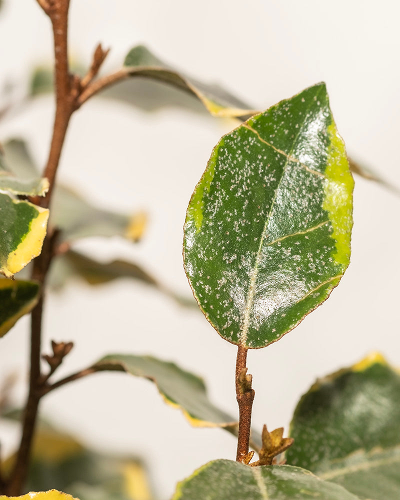 Nahaufnahme eines Blattes von Elaeagnus x ebbingei mit weißen Sprenkeln und einem Hauch von Gelb an den Rändern. Die glänzende Oberfläche dieser Buntblättrigen Ölweide ist an einem braunen Stiel befestigt. Im Hintergrund sind verschwommene Blätter und Stiele zu sehen.