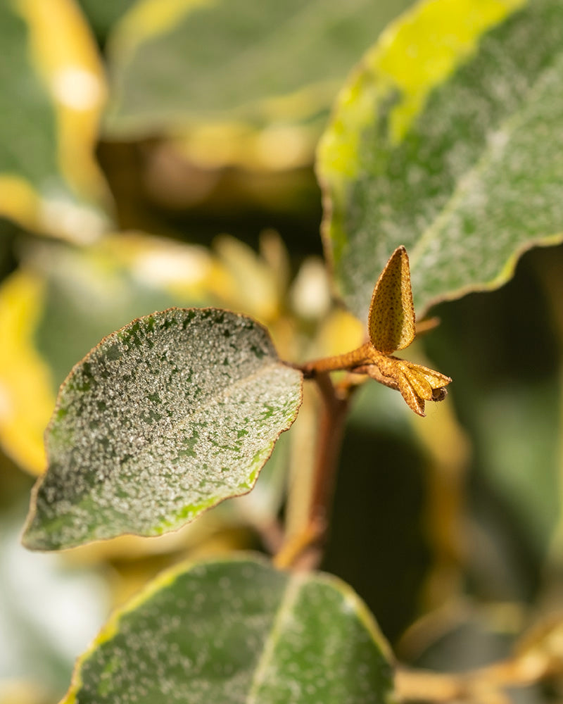 Nahaufnahme einer Pflanze der Gattung Elaeagnus x ebbingei mit grünen, ovalen Blättern, von denen einige gelb umrandet sind. Ein Blatt ist besonders detailliert und zeigt seine strukturierte Oberfläche. Der Hintergrund ist verschwommen, wodurch das Hauptblatt und der Zweig mit einem kleinen Spross hervorgehoben werden. Die natürliche Beleuchtung hebt die Textur dieser Buntblättrigen Ölweide hervor.