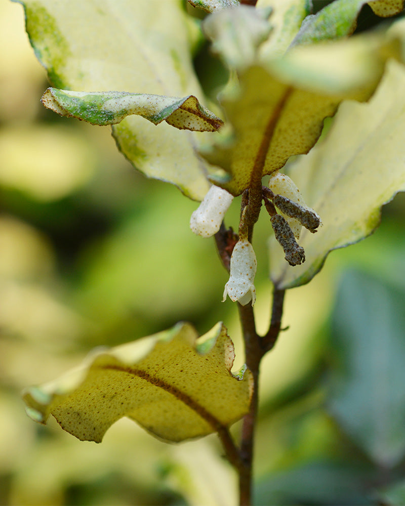 Nahaufnahme eines Zweigs einer Buntblättrigen Ölweide (Elaeagnus x ebbingei) mit breiten, grünen Blättern, die Anzeichen von Verfall mit Vergilbung und Bräunung an den Rändern aufweisen. Kleine, verwelkte weiße Blüten sind ebenfalls sichtbar und weisen auf einen schlechten Gesundheitszustand oder ein Welken dieses immergrünen Schmuckstücks hin. Der Hintergrund ist sanft verschwommenes Grün.