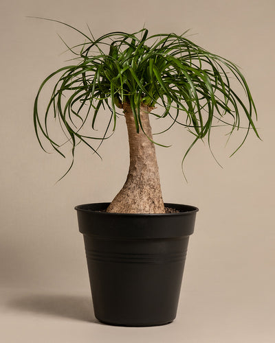 Ein Elefantenfuß (Beaucarnea recurvata) im Topf mit dickem, bauchigem Stamm und langen, schmalen, herabhängenden grünen Blättern. Die Pflanze, die auf Deutsch Elefantenfuß genannt wird, steht in einem schlichten schwarzen Topf auf beigem Hintergrund.