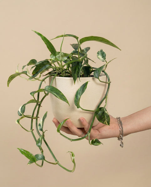 Eine Hand mit einem silbernen Armband hält einen cremefarbenen Topf mit einer Epipremnum pinnatum variegata - feey, einer leuchtend grünen und weißen Pflanze, die sich vor einem einfarbig beigen Hintergrund abzeichnet.