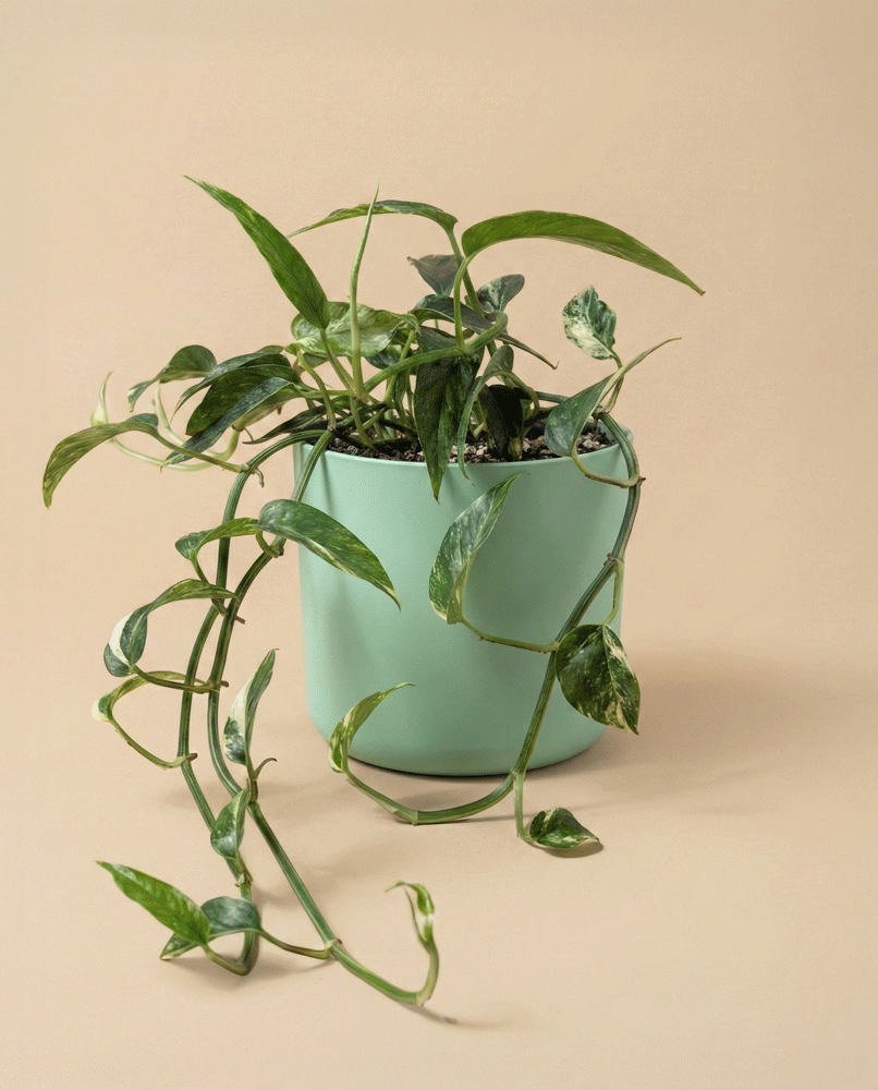 Die Epipremnum pinnatum variegata - feey, eine grüne Rankenpflanze mit bunten Stängeln, hängt elegant aus einem matt hellgrünen Topf vor einem beigen Hintergrund.