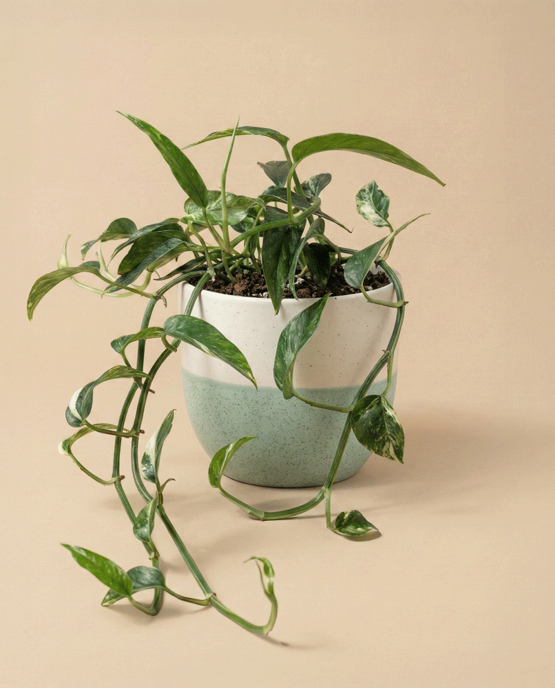 Die Epipremnum pinnatum variegata - feey mit ihren langen, grün-weiß panaschierten Blättern erhebt sich aus einem stilvollen weißen und hellgrünen Keramiktopf vor einem einfarbig beigen Hintergrund und unterstreicht so ihre natürliche Schönheit.