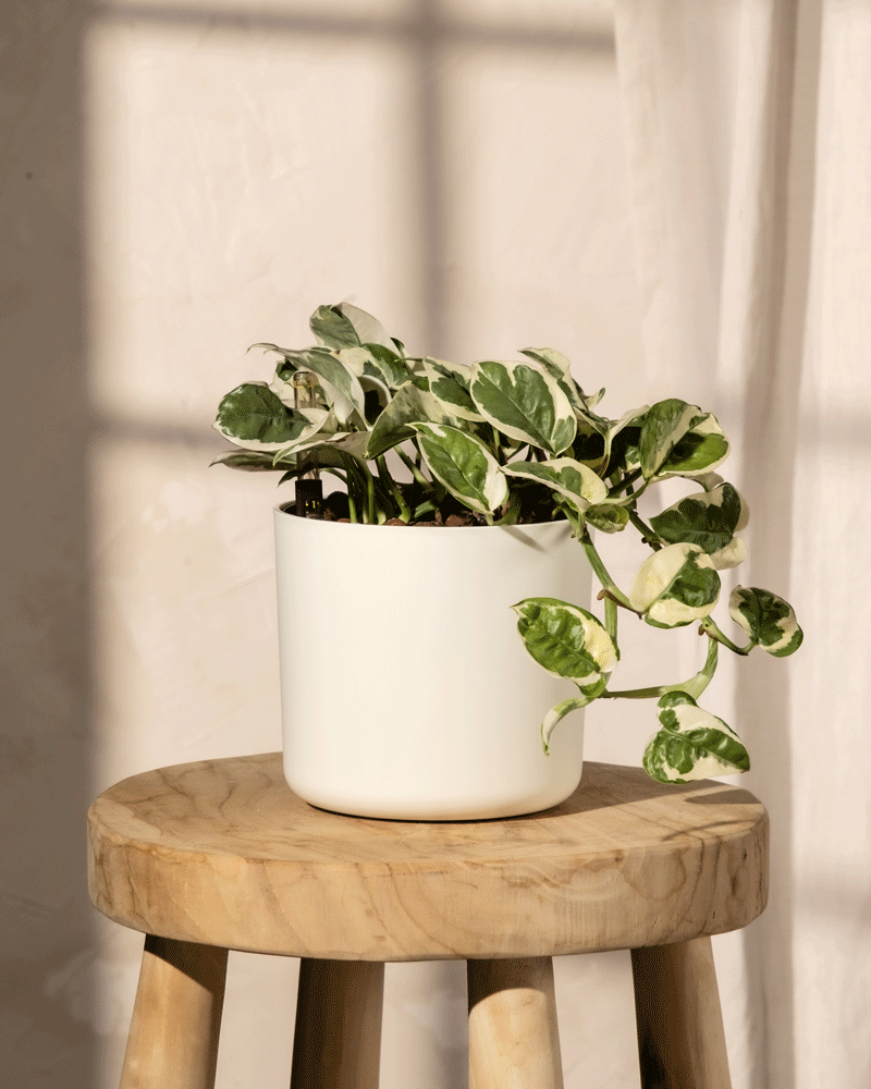 Eine Hydro • Efeutute N'Joy mit bunten grünen und weißen Blättern steht auf einem Holzhocker und wirft im sanften Sonnenlicht Schatten auf die Wand dahinter.
