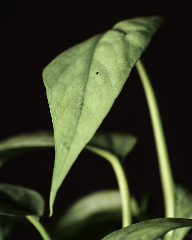 Detailaufnahme Epipremnum pinnatum 'Cebu Blue'
