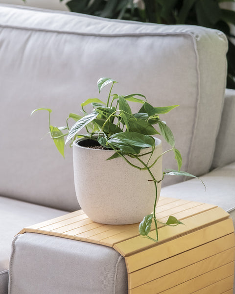 Epipremnum pinnatum Cebu Blue im weissen Keramiktopf auf dem Sofa Tisch stehend