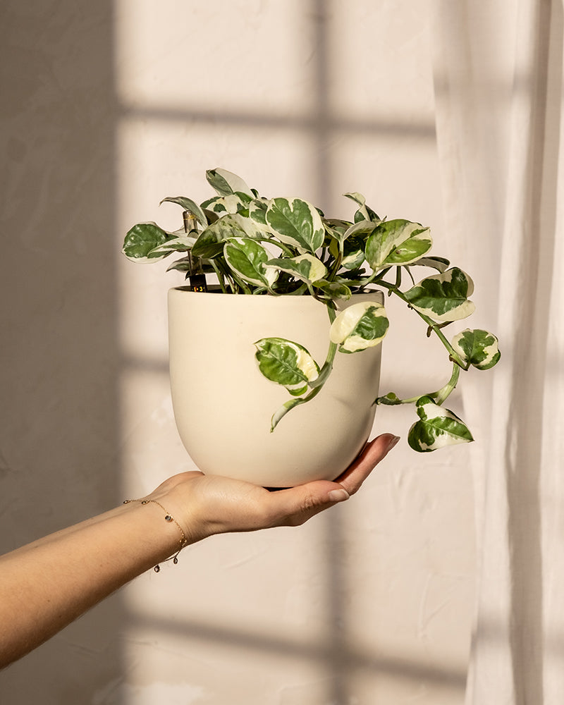 Eine Hand hält einen cremefarbenen Topf mit einer Hydro • Efeutute N'Joy-Pflanze mit grün-weiß bunten Blättern. Weiches Licht wirft warme Schatten aus einem Fenster und schafft eine ruhige und natürliche Atmosphäre.