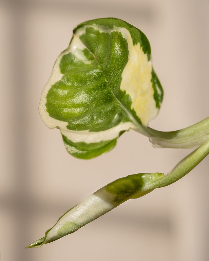 Nahaufnahme eines glänzenden Hydro • Efeutute N'Joy-Blattes mit einem auffälligen grün-weißen bunten Muster vor einem blassen, verschwommenen Hintergrund. Darunter verleiht ein teilweise entfaltetes Blatt dieser eleganten Sorte der Szene Tiefe.