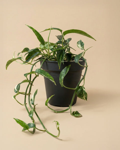 Eine Epipremnum pinnatum variegata - feey, mit langen, grün-weiß panaschierten Blättern, wird in einem einfachen schwarzen Topf vor einem beigen Hintergrund gezeigt.