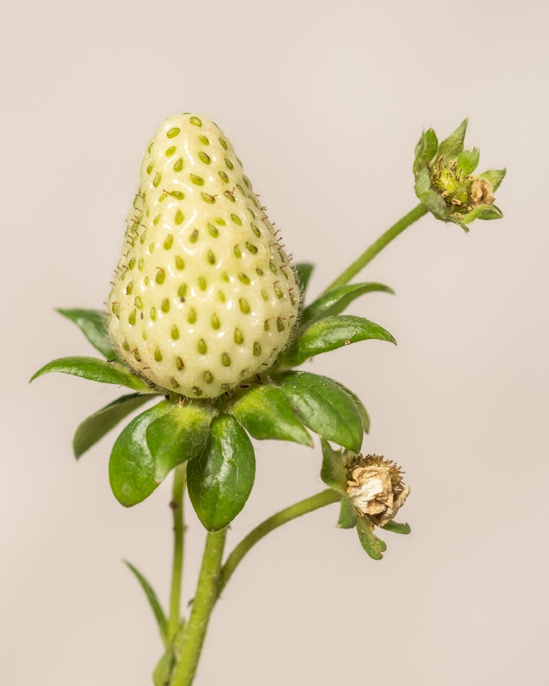 Unreife Erdbeeren (Wurzelstock) weisen eine blasse, weißliche Farbe mit grünen Kernen auf, die an einem grünen Stiel mit kleinen Blättern und verwelkten Blütenresten vor einem hellen Hintergrund hängen.