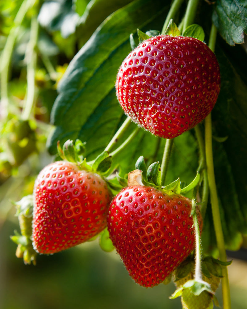 Nahaufnahme einer reifen roten Erdbeere (Wurzelstock), die inmitten üppiger grüner Blätter an einer Pflanze hängt. Die Erdbeeren glitzern mit winzigen Kernen und einer glänzenden Textur und zeugen von Frische. Sonnenlicht beleuchtet die Frucht sanft und verstärkt ihre leuchtende Farbe vor dem grünen Hintergrund.