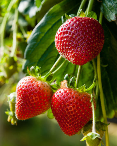 Nahaufnahme einer reifen roten Erdbeere (Wurzelstock), die inmitten üppiger grüner Blätter an einer Pflanze hängt. Die Erdbeeren glitzern mit winzigen Kernen und einer glänzenden Textur und zeugen von Frische. Sonnenlicht beleuchtet die Frucht sanft und verstärkt ihre leuchtende Farbe vor dem grünen Hintergrund.