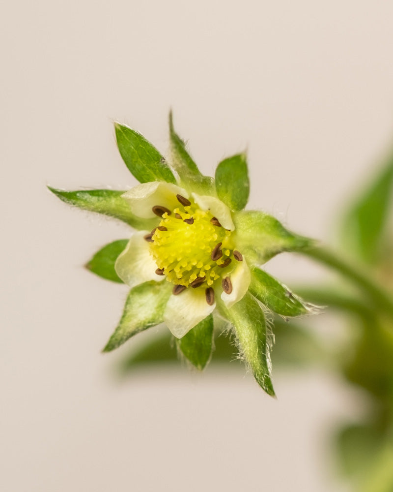 Nahaufnahme einer kleinen gelben Blüte mit fünf grünen Kelchblättern und winzigen weißen Blütenblättern. Die Blüte hat zahlreiche Staubblätter, die den zentralen gelben Stempel umgeben. Vor einem unscharfen Hintergrund erinnern die feinen Details an die Frische eines Erdbeertrios in voller Blüte.