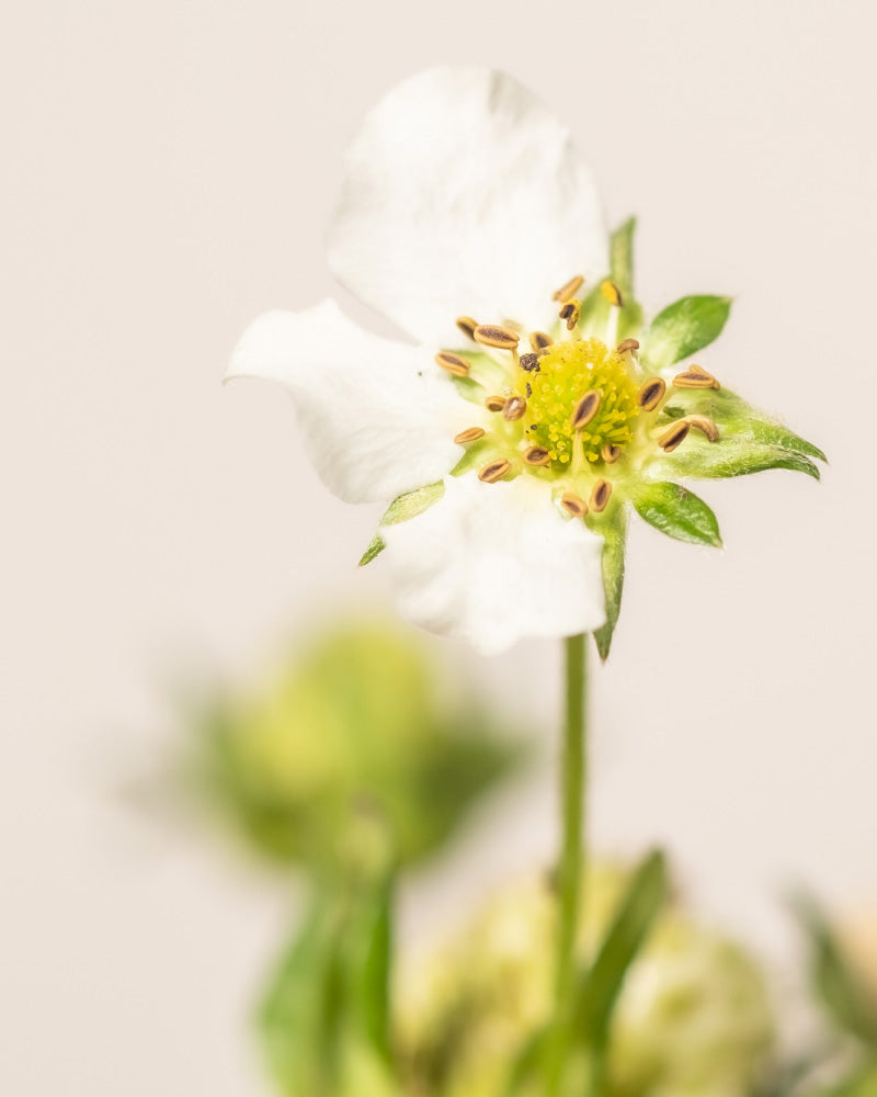 Nahaufnahme einer einzelnen weißen Erdbeerblüte mit blassgrüner Mitte und gelben Staubgefäßen. Die Blüte sitzt auf einem dünnen grünen Stiel, mit unscharfen grünen Blättern im Hintergrund vor einem hellbeigen Hintergrund. Diese zarte Erdbeertrio-Blüte fängt die Schönheit der Einfachheit der Natur ein.