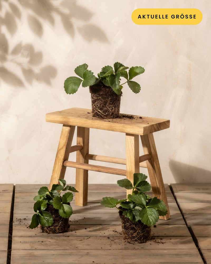 Drei kleine Erdbeerpflanzen in Töpfen, eine auf einem kleinen Holzhocker und zwei auf dem Boden, sind vor einem hellen Hintergrund zu sehen. Auf dem gelben Etikett in der oberen rechten Ecke steht „Aktuelle Größe“, was die aktuelle Größe des Erdbeer-Trios angibt.