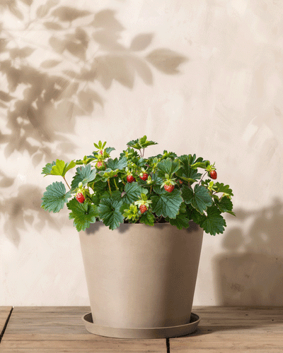 Ein Topf mit Erdbeeren (Wurzelstock) mit üppigen grünen Blättern und kleinen roten Erdbeeren steht auf einer Holzoberfläche vor einer hellen Wand, wo die Schatten der Blätter eine natürliche Atmosphäre schaffen.