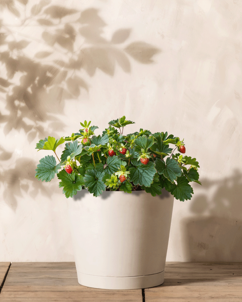 Ein weißer Topf steht auf einer Holzoberfläche und enthält einen leuchtenden Erdbeerstock mit kleinen, unreifen Erdbeeren. Weiche Schatten der üppigen Blätter spielen auf der strukturierten Lichtwand dahinter.