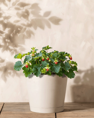 Ein weißer Topf steht auf einer Holzoberfläche und enthält einen leuchtenden Erdbeerstock mit kleinen, unreifen Erdbeeren. Weiche Schatten der üppigen Blätter spielen auf der strukturierten Lichtwand dahinter.