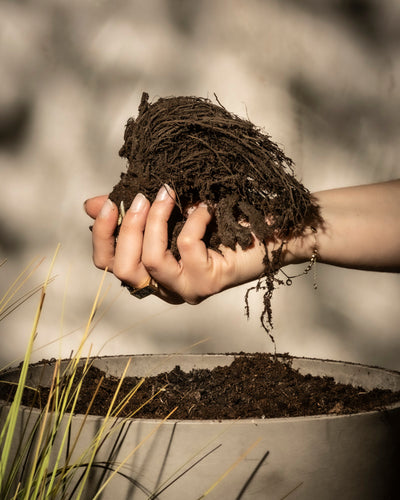 Eine Hand hält einen Klumpen Erde und Wurzeln über einem Topf. Das Sonnenlicht wirft weiche Schatten. Hohe grasähnliche Pflanzen im Vordergrund deuten auf saftige Erdbeeren (Wurzelstock) hin.
