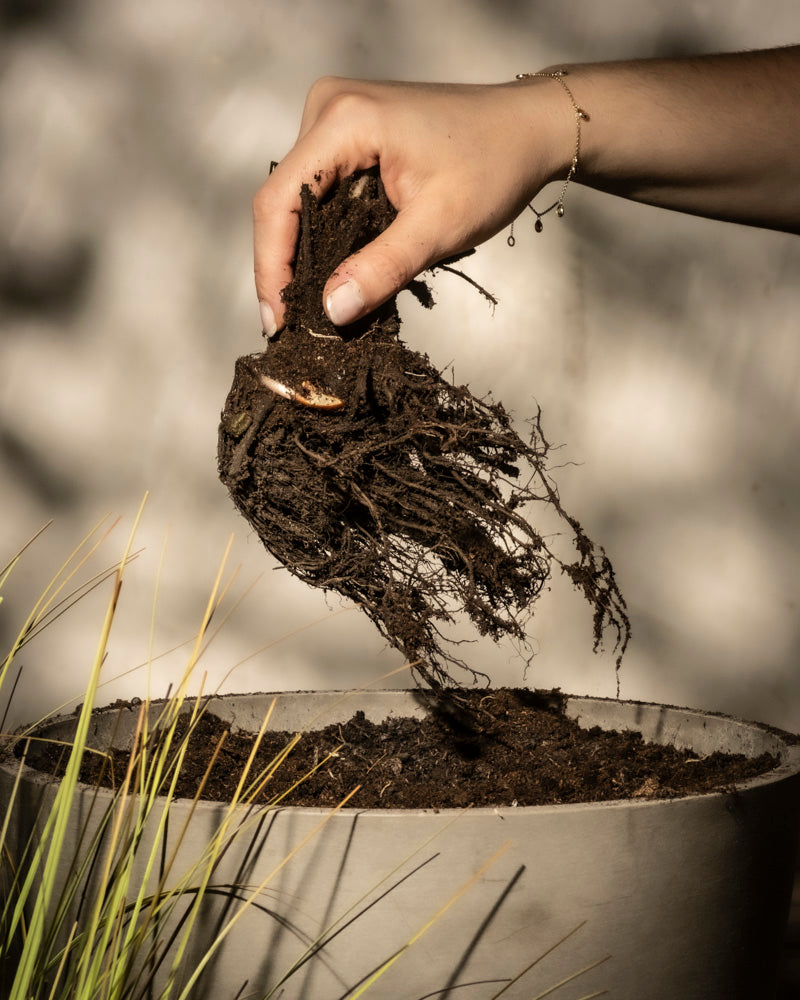 Eine Hand greift nach einem Erdbeerwurzelstock-Wurzelballen über einem mit Erde gefüllten Topf. Sonnenlicht beleuchtet Wurzeln und Erde. Im Vordergrund erscheinen schlanke, grasähnliche Blätter, die auf mögliches Wachstum hindeuten.