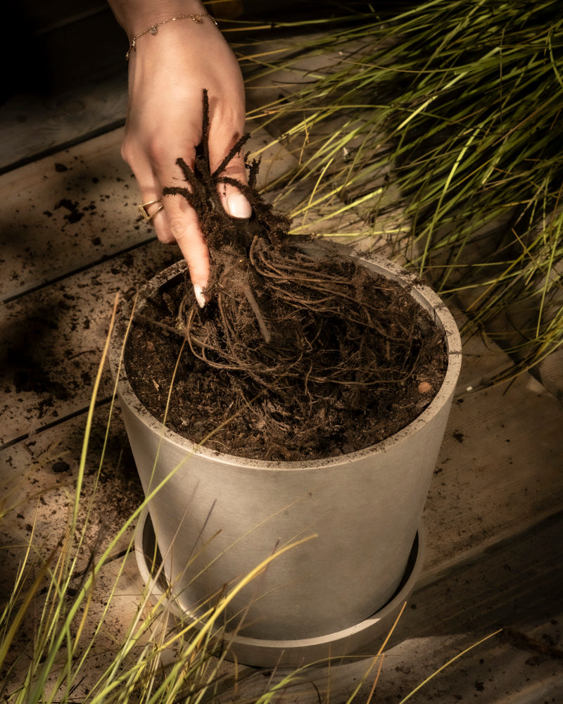 Eine Hand hält den verwachsenen Wurzelstock einer Erdbeerpflanze über einem grauen Topf mit Erde auf einer Holzoberfläche, während im Hintergrund lange Gräser wehen und eine idyllische Gartenszene schaffen.