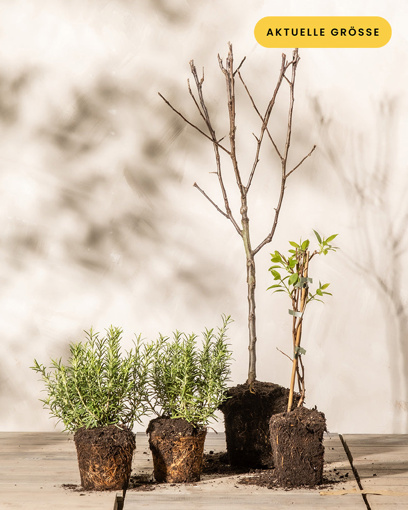 Drei kleine Topfpflanzen, darunter ein blattloser Apfelbaum in der Mitte, eine grünblättrige Mini-Kiwi-Pflanze rechts und ein dichter Strauch links, stehen auf einer Holzfläche vor einem beigen Hintergrund. Auf einem gelben Etikett oben steht „Essbares Sonnen-Set“.