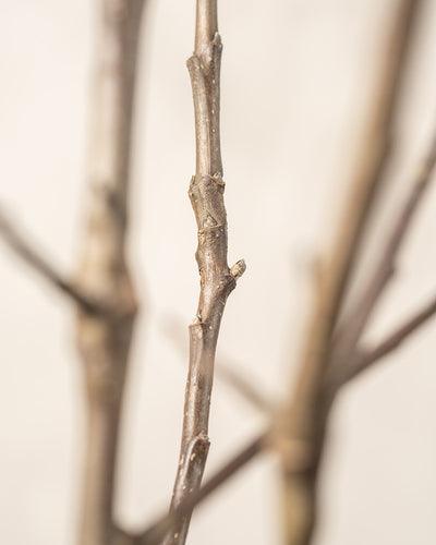 Nahaufnahme eines kahlen, braunen Zweigs des Essbaren Sonnen-Set mit sichtbaren Knospen vor einem weichen, unscharfen Hintergrund. Der Zweig ist zentral und im Fokus, wodurch seine Textur und die kleinen Verzweigungspunkte hervorgehoben werden.