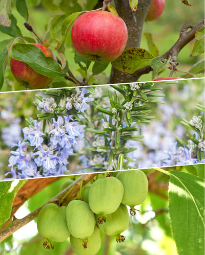 Eine Collage aus drei Bildern: Das obere Bild zeigt reife rote Äpfel, die an einem Apfelbaum hängen. Das mittlere Bild zeigt zarte blaue Rosmarinblüten. Das untere Bild zeigt eine Traube kleiner grüner Mini-Kiwis, die an einer Rebe wachsen – alles Teil des Essbaren Sonnen-Sets.