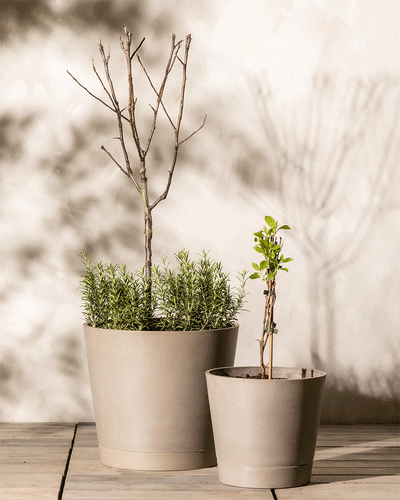 Zwei beige Blumentöpfe auf einer Holzfläche vor einer hellen Wand. Im linken Topf steht ein blattloser Zweig mit Essbares Sonnen-Set darunter, im rechten Topf eine kleine Mini-Kiwi-Pflanze mit grünen Blättern. Die Schatten der Pflanzen werden auf die Wand dahinter geworfen.