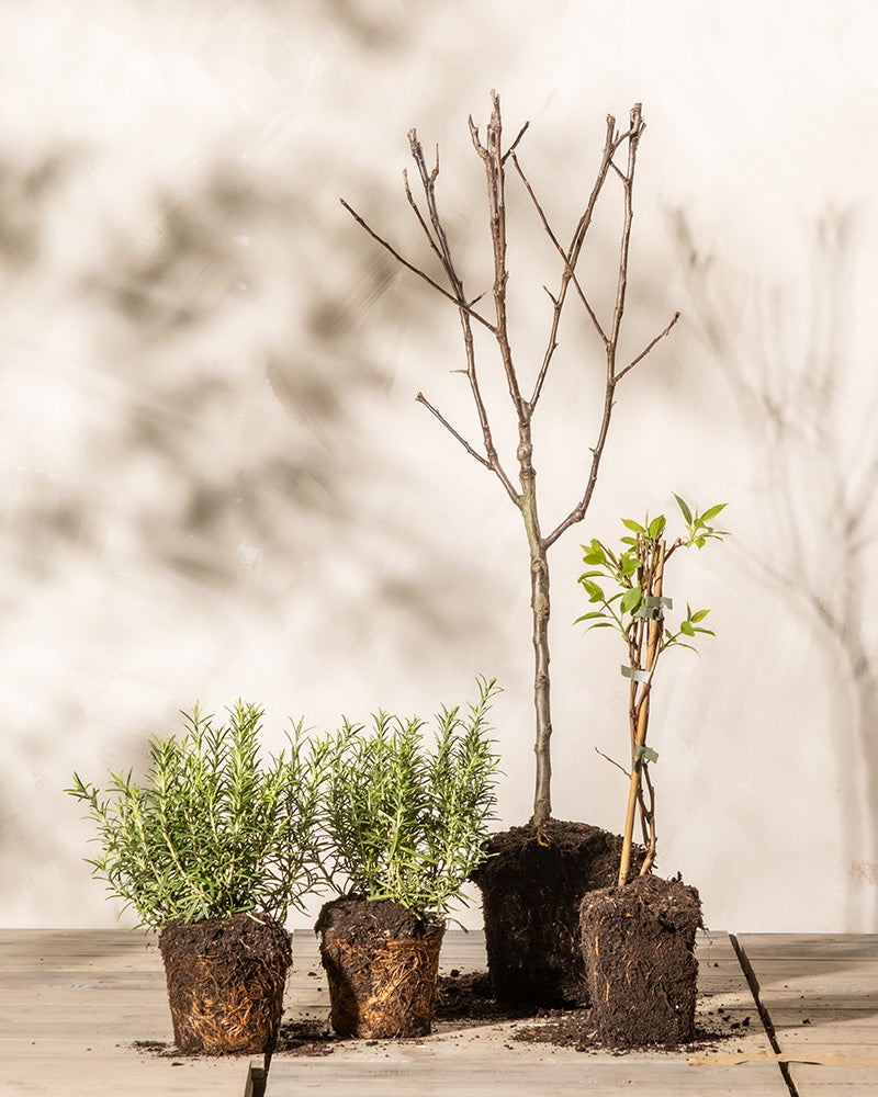 Drei kleine Topfpflanzen, darunter ein blattloser Apfelbaum in der Mitte, eine grünblättrige Mini-Kiwi-Pflanze rechts und ein dichter Strauch links, stehen auf einer Holzfläche vor einem beigen Hintergrund.