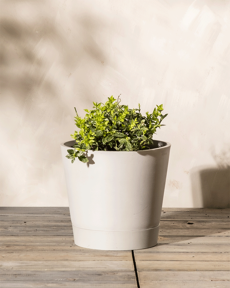 Auf einer Holzoberfläche steht ein weißer Keramiktopf, in dem eine üppig grüne Euonymus fortunei-Pflanze „Harlequin“ mit kleinen Blättern steht. Der Hintergrund ist eine helle, weich strukturierte Wand mit sanften Schattierungen, die die ruhige und minimalistische Atmosphäre noch verstärkt.