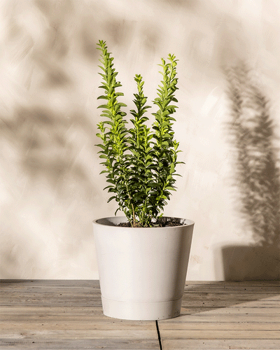Ein großer, grüner Euonymus japonicus 'Green Spire' mit schmalen Blättern steht auf einem Holzdielenboden vor einer neutralen, strukturierten beigen Wand. Sonnenlicht wirft weiche Schatten an die Wand und hebt das leuchtende Laub hervor.
