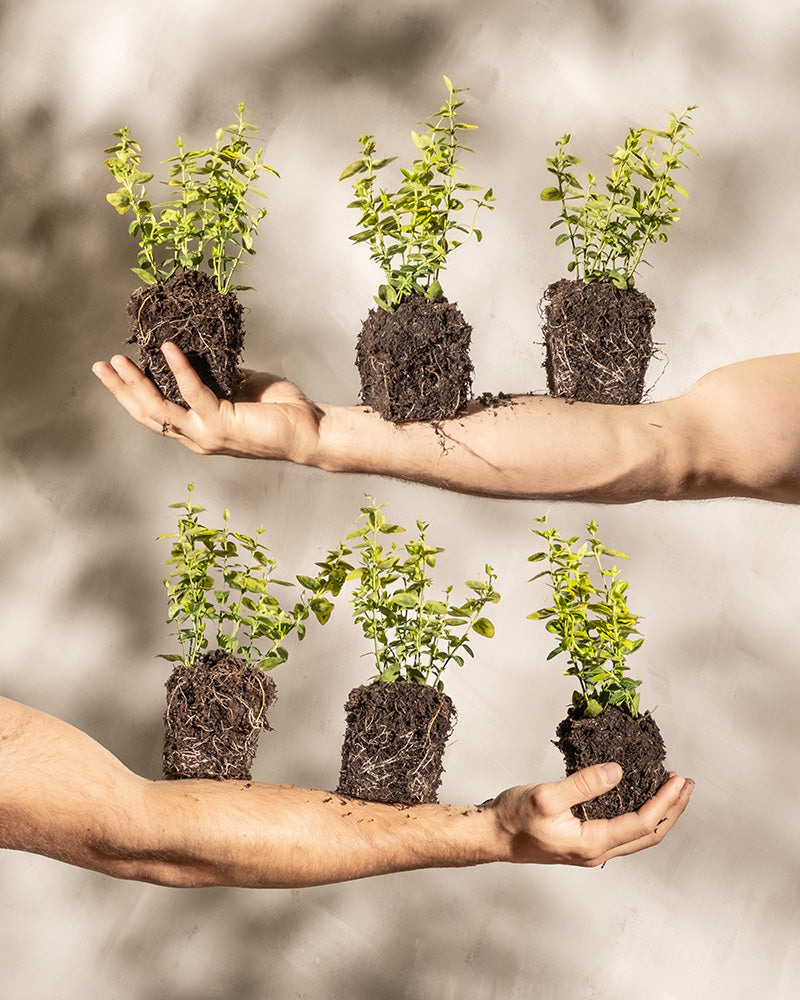 Zwei Arme, die jeweils drei kleine, in Erde verwurzelte Pflanzen in ihren Händen halten, vor einem neutralen Hintergrund. Die Bodendecker-Euonymus (6er-Set), darunter Sorten wie Kriechspindelstrauch und Emerald Gold Euonymus fortunei, haben grünes Laub mit sichtbaren, in Erde eingewickelten Wurzeln. Sonnenlicht wirft sanfte Schatten auf den Hintergrund.