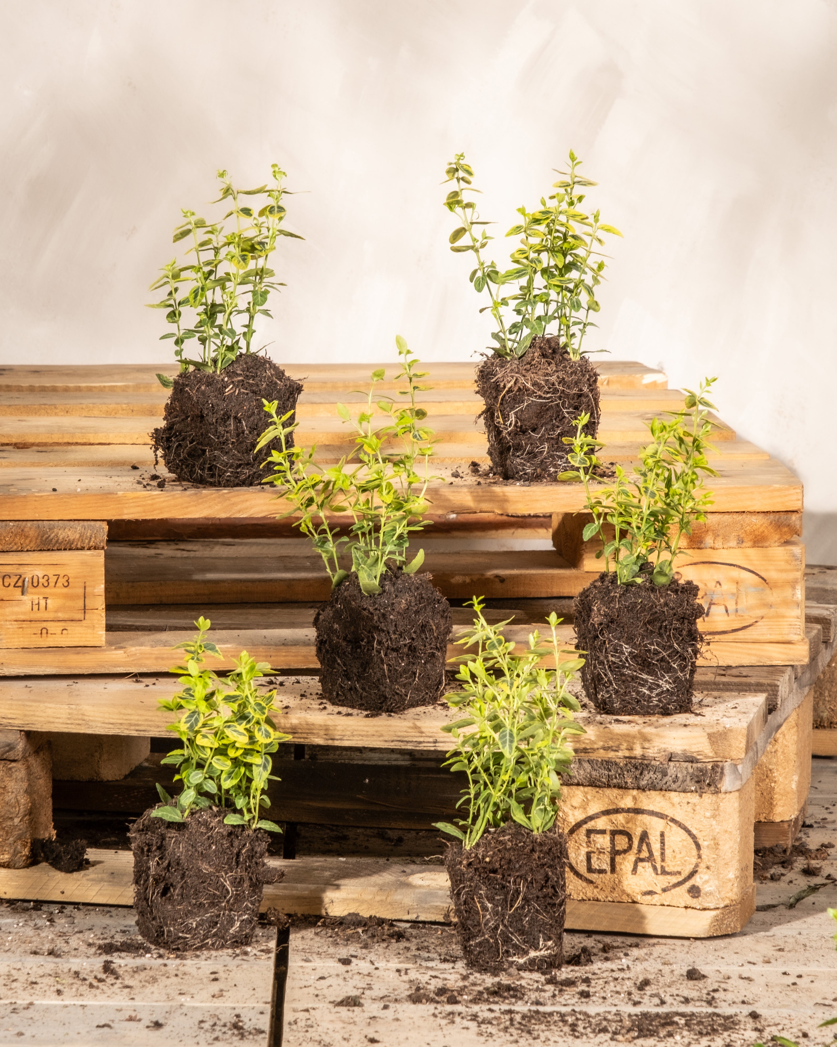 Sechs kleine Bodendecker-Euonymus (6er-Set), auch Kriechspindelstrauch genannt, mit freiliegenden Wurzeln stehen auf Holzpaletten. Die Pflanzen sind in zwei Reihen angeordnet, drei auf jeder Palette. Der schlichte Hintergrund hebt die leuchtend grünen Blätter und die dunkle Erde dieser smaragdgoldenen Schönheiten hervor.