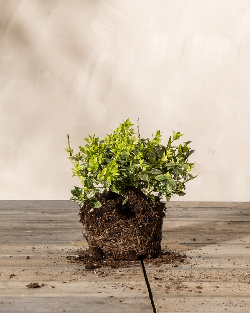 Ein grün belaubter Euonymus fortunei 'Harlequin' im Topf steht auf einer Holzfläche, seine Wurzeln und die Erde sind freigelegt. Der Hintergrund ist eine schlichte beige Wand.