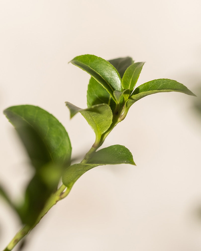 Nahaufnahme eines Euonymus japonicus „Green Spire“-Stängels mit kleinen, leuchtend grünen Blättern vor einem weichen, neutralen Hintergrund. Die Blätter sind frisch und gesund und weisen einen natürlichen Glanz auf, der das Licht reflektiert. Das Bild vermittelt ein Gefühl von Wachstum und Vitalität.