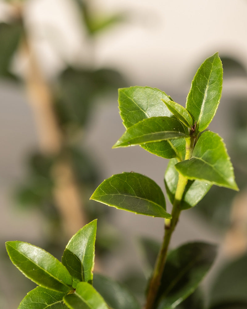Nahaufnahme der leuchtend grünen Blätter einer Euonymus japonicus-Pflanze „Green Spire“ vor unscharfem Hintergrund. Die Blätter sind scharf und klar abgegrenzt, werden durch natürliches Licht hervorgehoben und zeigen ihre glänzende Textur und leuchtende Farbe.